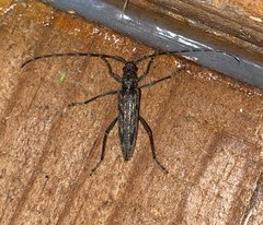 Elytrimitatrix undata