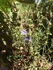 Penstemon linarioides sileri
