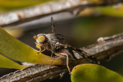 Austrotephritis bushi