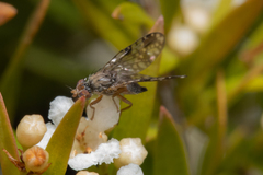 Austrotephritis bushi