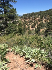 Penstemon linarioides sileri