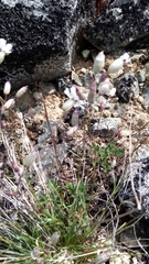 Silene stenophylla