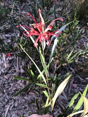 Grevillea oleoides
