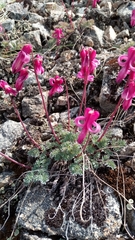 Dicentra peregrina