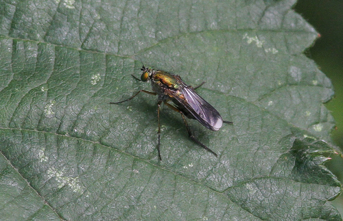 Semaphore Fly, 2941 Lekkerkerk, Nederland, photo 8 of 10