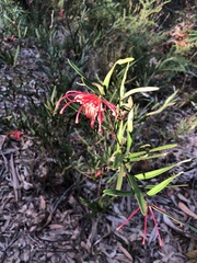 Grevillea oleoides