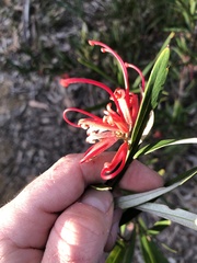 Grevillea oleoides