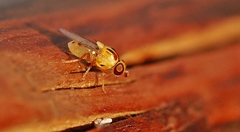 Thaumatomyia notata