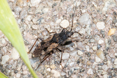 Euander lacertosus