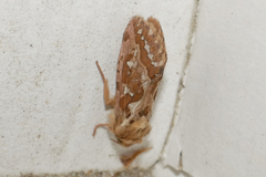 Korscheltellus fusconebulosa