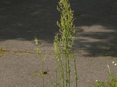 Rumex thyrsiflorus