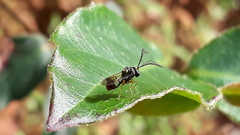 Eucharitidae
