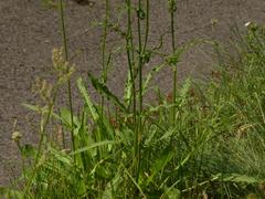 Rumex thyrsiflorus