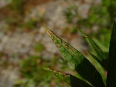 Liriomyza artemisicola