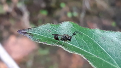 Eucharitidae