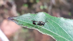 Eucharitidae