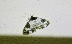 Melanthia procellata