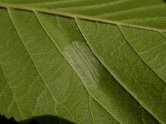 Phyllonorycter schreberella