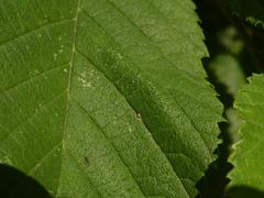 Phyllonorycter schreberella