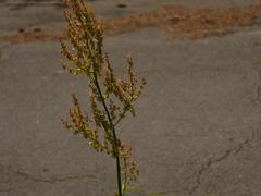 Rumex thyrsiflorus
