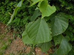 Tilia cordata