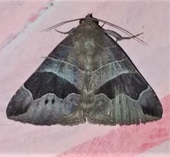 Bastilla joviana