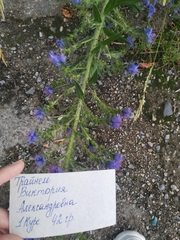 Echium vulgare