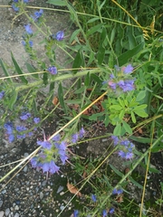 Echium vulgare