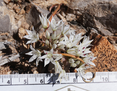 Allium nevadense