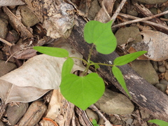Ipomoea indica