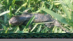 Sceloporus horridus