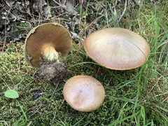 Suillus ochraceoroseus