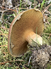 Suillus ochraceoroseus