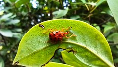 Agomadaranus pardaloides
