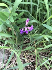 Lathyrus palustris pilosus