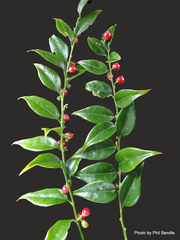 Sarcococca ruscifolia