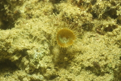 Palythoa