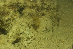 Palythoa