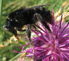 Bombus rupestris