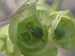 Euphorbia crenulata