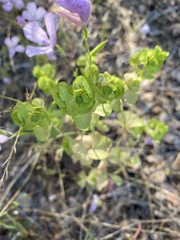 Euphorbia crenulata