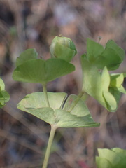 Euphorbia crenulata