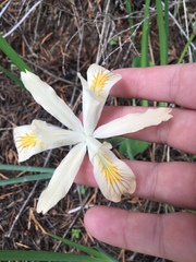 Iris chrysophylla