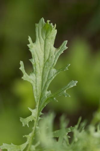 Pievinė žilė nuotrauka