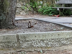 Sciurus vulgaris