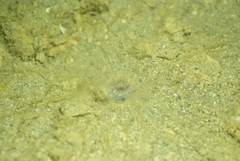 Isarachnanthus