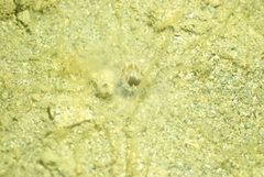 Isarachnanthus