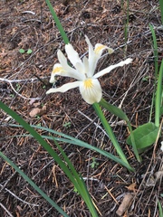 Iris chrysophylla