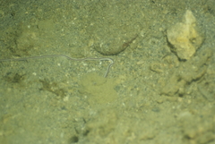 Baseodiscus hemprichii