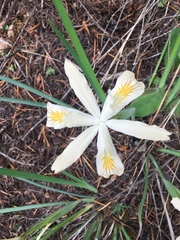 Iris chrysophylla